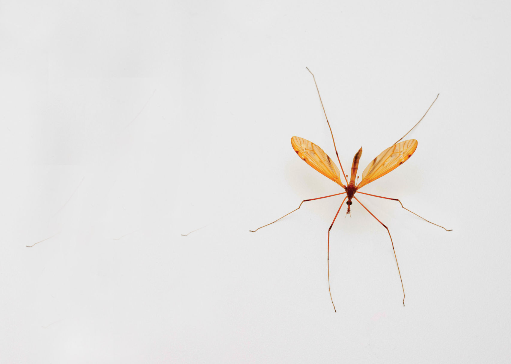 Mosquito2